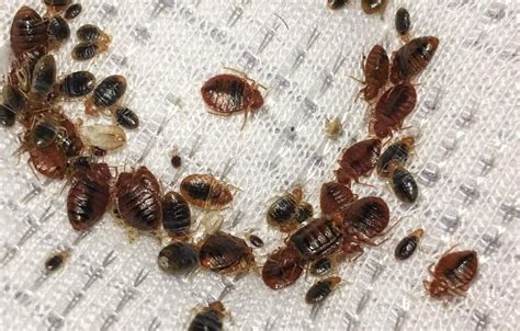 How To Tell If You Have A Bed Bug Infestation