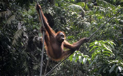 Orangutan Monkey Trees Jungle Wallpapers Hd Desktop