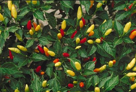 Buy Capsicum Frutescens Kantharimulaku Palmulaku Vellakanthari Bird