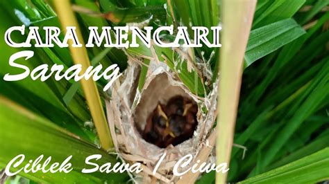 Masteran burung ciblek kristal free mp3 download. Sarang Burung Ciblek Kristal : Cikris Instagram Posts ...