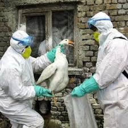 En china se han detectado varias cepas de gripe aviar en animales. Detectan un brote de gripe aviar en un corral de Estados ...