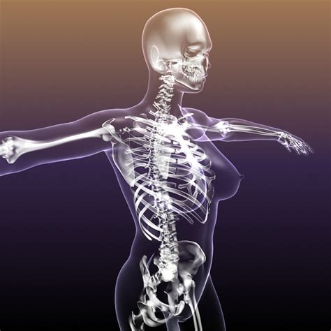 Trouvez les woman body anatomy images et les photos d'actualités parfaites sur getty images. Female Skeleton inside Woman Body 3D Model - FlatPyramid