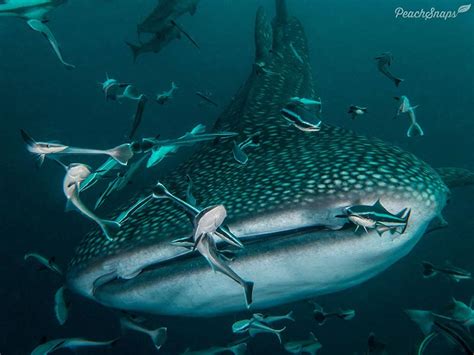 Marine Life Behavior Study For Underwater Photography