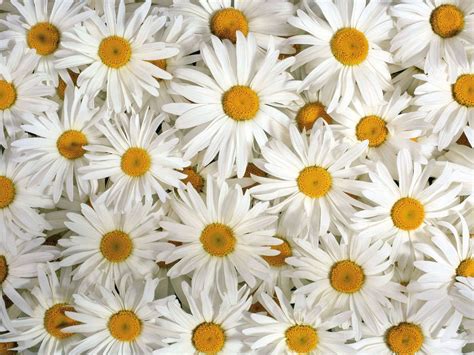 Find & download free graphic resources for white flower. FREE 22+ Daisy Flower Wallpapers in PSD | Vector EPS