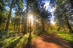 Free Images : path, woodland, ecosystem, temperate broadleaf and mixed ...