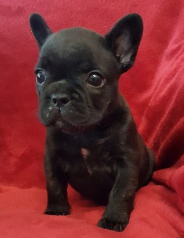 How big do mini bulldogs get? French Bulldog puppy dog for sale in Georgetown, Texas