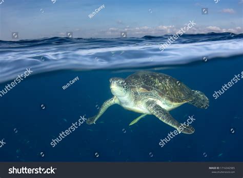Green Sea Turtle Half Half Split Stock Photo 1716342985 Shutterstock