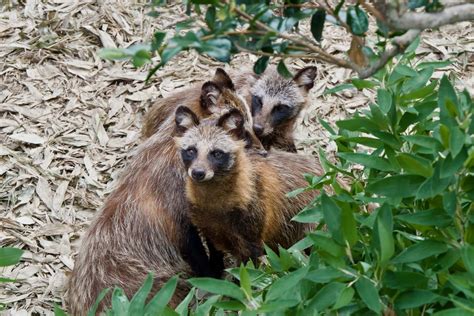 Raccoon Dogs What Are They Anyway The Dog People By