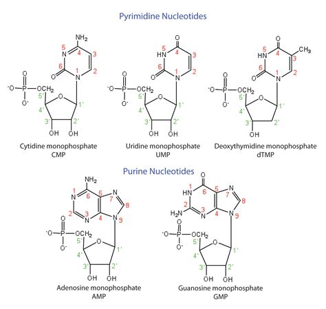 191 Nucleotides The Basics Of General Organic And Biological Chemistry