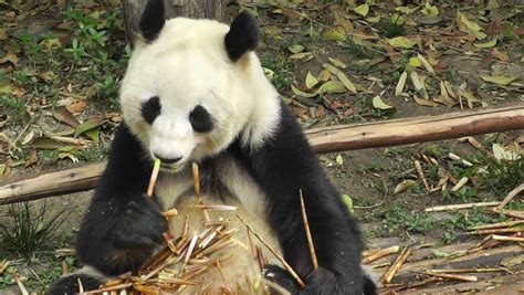 Giant Panda Ailuropoda Melanoleuca In Chengdu Sichuan China Panda Diet