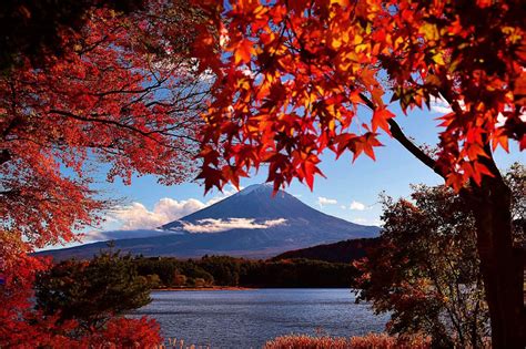 Varieties Of Autumn Leaves In Japan Snow Monkey Resorts