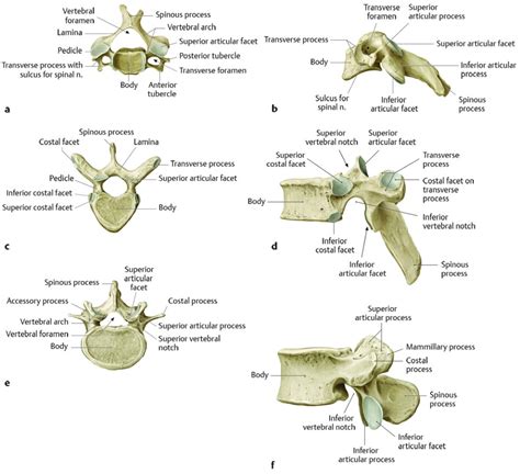 24 Anatomy And Craniocervical Junction Radiology Key