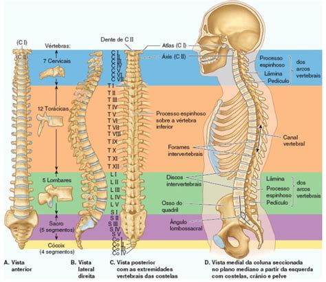 Coluna Vertebral Anatomia Papel E Caneta
