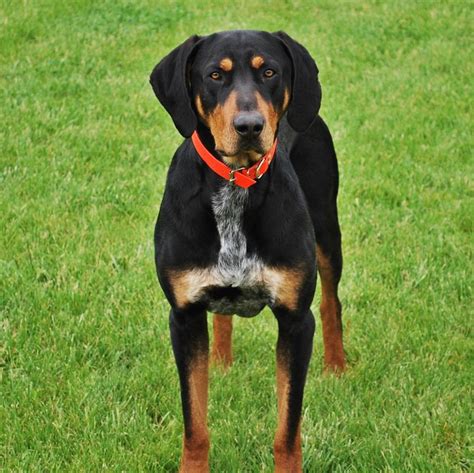Transylvanian Hound Breed Guide Learn About The Transylvanian Hound