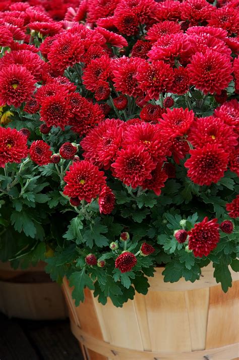 These are usually prolific bloomers covered in smallish flowers, which just shrivel up and almost disappear on their own. Best Full Sun Flowers For Containers | Full sun flowers ...