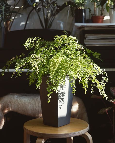 I just bought this maidenhair fern and although it looks pretty healthy on the top of the leaves (besides some brown leaves), there's quite abit of brown raised spots on the underside of the leaves. My maidenhair fern : IndoorGarden