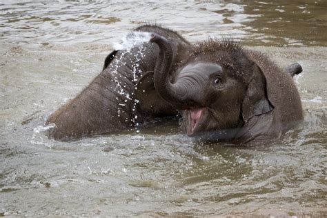 Baby Elephants Playing In The Water Two Young Elephants Pl Flickr