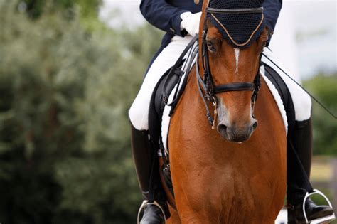 The Different Types Of Horseback Riding Styles—explained