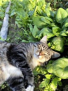 It can help your cat with digestion. Can Cats Eat Spinach - Everything You Need To Know ...