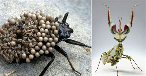 Of The Worlds Most Fascinating Yet Disturbing Bugs Elite Readers