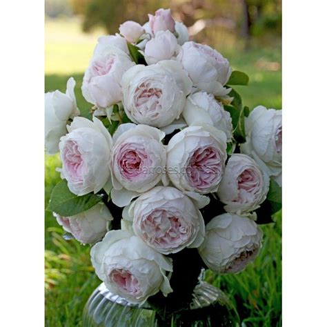 Earth Angel Exceptional Fragrance Rose Varieties Rose Beautiful Flowers