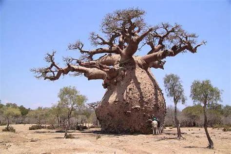 The Toborochi Tree Also Called The Pregnant Tree For Its Unique