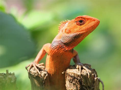How To Take Good Care Of Your Pet Lizard Naluda Magazine