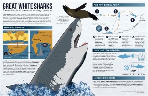 The Truth About Great White Sharks Infographic Dottech
