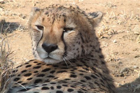 Lying Cheetah Flowcomm Flickr