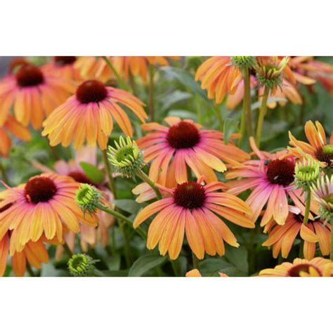 Echinacea Butterfly Yellow Rainbow Marcella Coneflower Live