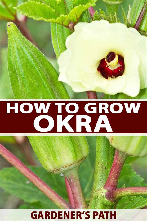 How To Grow Okra In Your Home Veggie Patch Gardeners Path