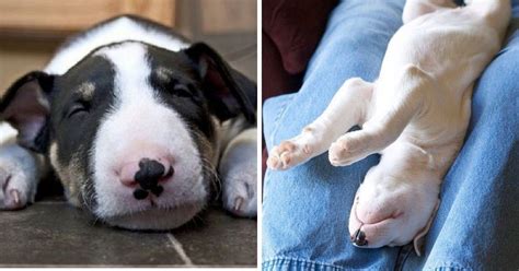27 English Bull Terriers Sleeping In Totally Ridiculous Positions The