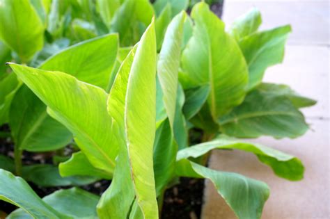 The colonies can be hundreds of years old and takes a long time to grow to such. 10 Ways to Make the Most of Your Outdoor Space