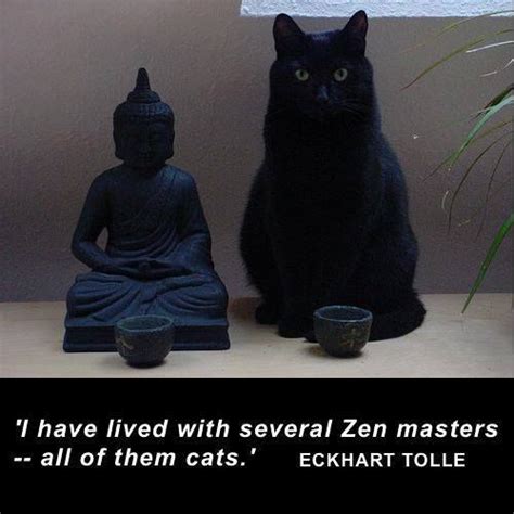 Cats Are Zen Masters Cats Funny Cats Cute Cats