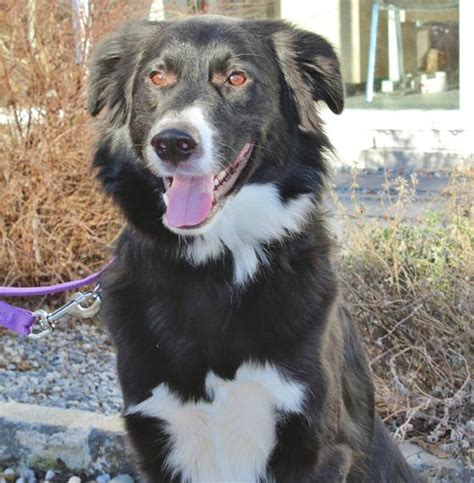 Mit einer pflegestelle wäre mir auch geholfe mit der option zu bleiben! Border Collie-Mischlingsrüde sucht ein Zuhause bei aktiven ...
