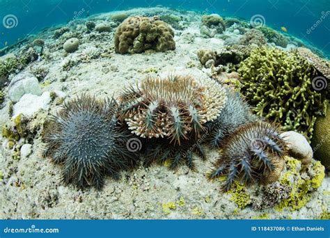 Crown Of Thorns Starfish Feeding On Corals Stock Photo Image Of Change Landscape 118437086