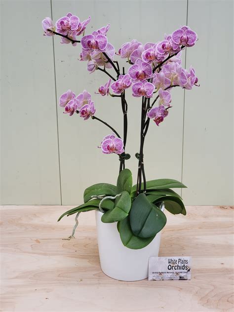 20200418164337 White Plains Orchids