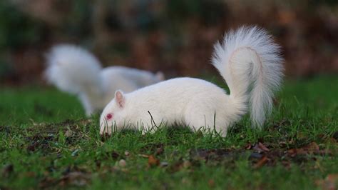 Extremely Rare Albino Squirrels Photographed Seeking For Food Cgtn