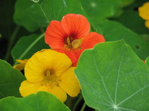 How To Grow Nasturtium From Seed A Guide To Planting To Harvest