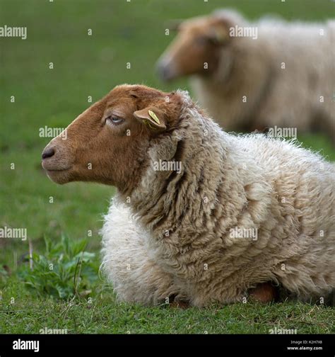 Domestic Sheep Coburg Fox Sheep Ovis Orientalis Aries Ovis Ammon