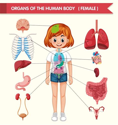 40 Imagenes De Los Organos Del Cuerpo Humano En Ingles Png Sado