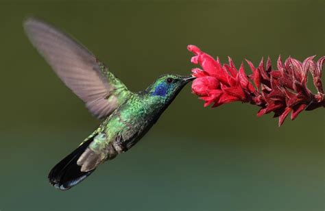 Colibríes Polinizadores Indispensables