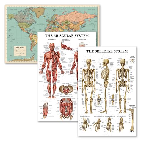 Buy 3 Pack World Tancolor And Skeletal And Muscular System Anatomy
