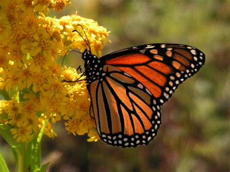 10 Datos Increíbles Sobre La Mariposa Monarca Reina De Michoacán