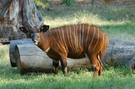 There are 20 african animal bingo cards in this set and a page that includes a callers list and a set of all the images. The Taxonomy of African Game Animals / Hunting Article by ...