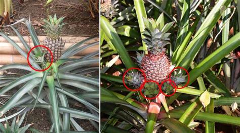 Synthesize More Than 25 Articles Pineapple How Long To Grow [latest] Vn