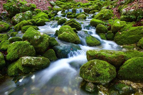 Free Images Landscape Nature Forest Rock Waterfall Leaf Flower River Moss Stream