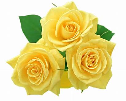 Yellow Roses Clipart Clipground