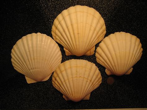 Huge Scallop Shells Huge Scallop Shells I Love Shelling