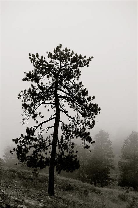 Sad Old Tree Photograph By Sherlyn Morefield Gregg Fine Art America